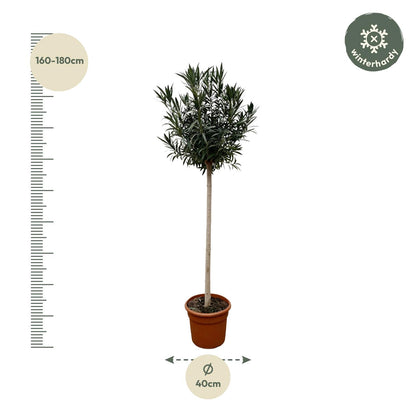 Nerium Oleander Stamm mit roten Blüten – 170 cm, Ø 40 cm