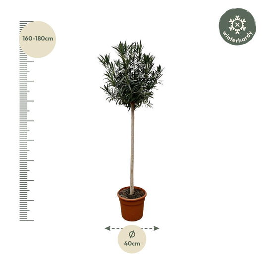 Nerium Oleander Stamm mit roten Blüten – 170 cm, Ø 40 cm