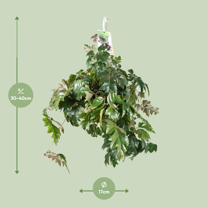 Cissus Rhombifolia Ellen Danica – Pflegeleichte Kletterpflanze Ø17cm
