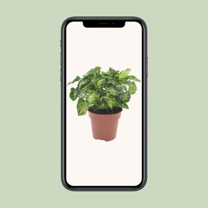 Syngonium Pixie – pflegeleichte Zimmerpflanze Ø12cm
