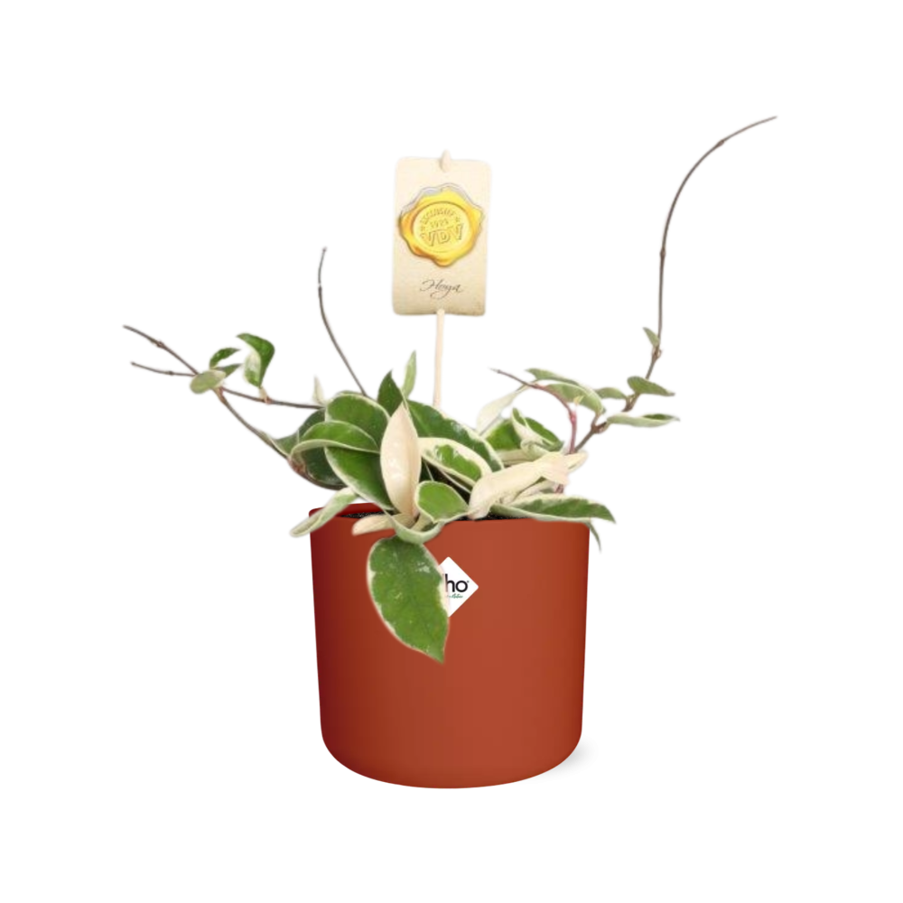 Hoya Carn. 'Krimson Queen' – Pflegeleichte Wachsblume in ELHO Topf