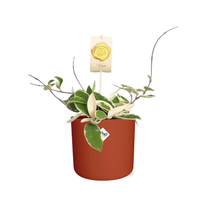 Hoya Carn. 'Krimson Queen' – Pflegeleichte Wachsblume in ELHO Topf
