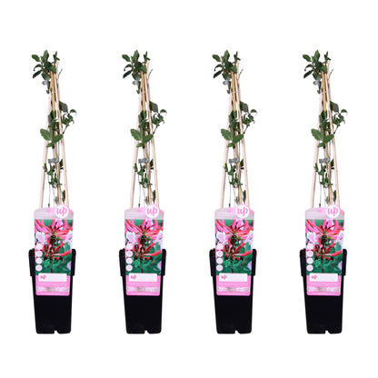 4x Lonicera periclymenum 'Serotina' – Duftendes Geißblatt Ø15cm