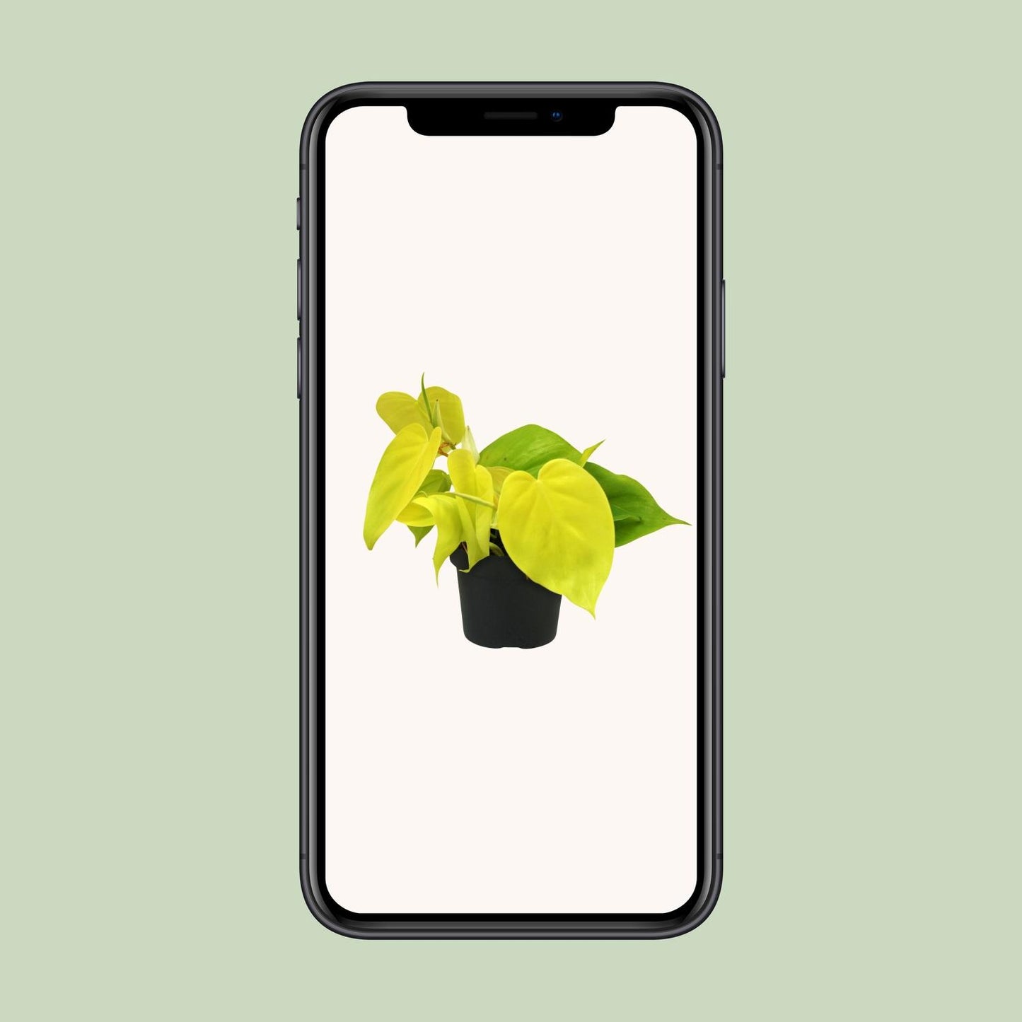 Philodendron Lime – Pflegeleichte Zimmerpflanze mit leuchtendem Grün