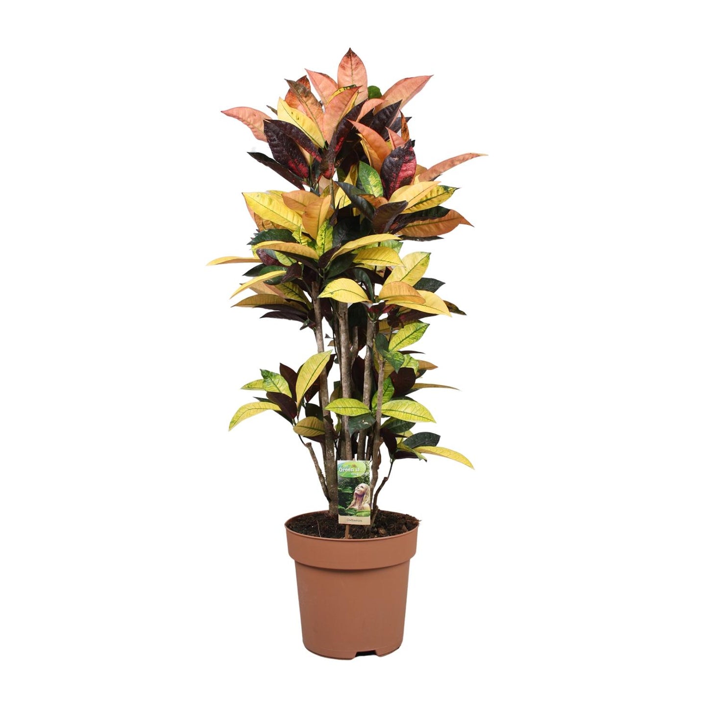 Codiaeum Mrs Iceton – Bunte Croton Zimmerpflanze Ø27cm