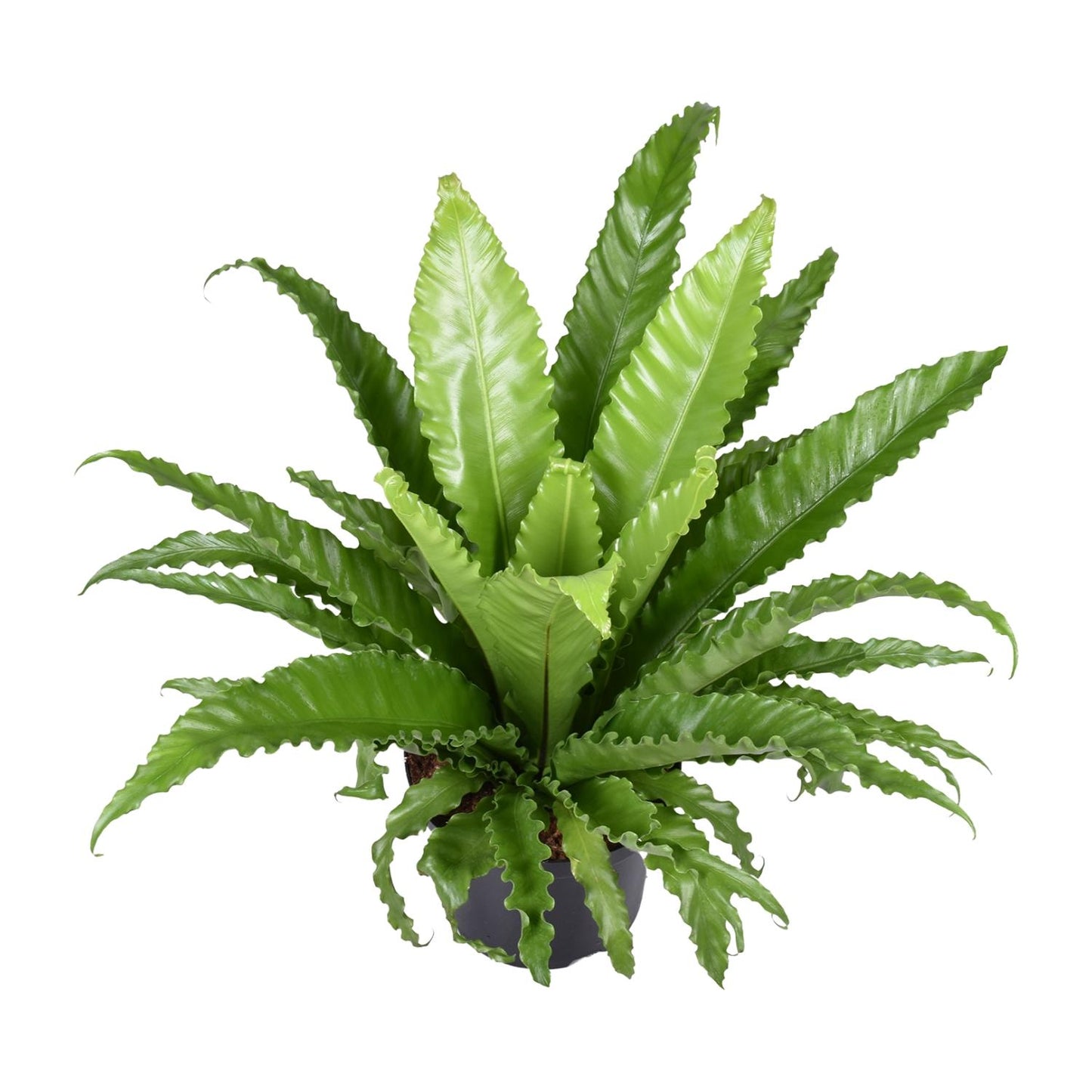 Asplenium Antiquum Osaka – Pflegeleichter Zimmerfarn Ø23cm