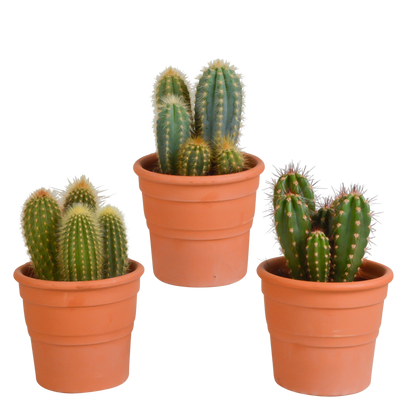 Cereus-Mischung 3er Set im Terrakottatopf 10,5 cm