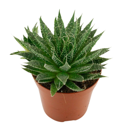 Aloë Aristata – Pflegeleichte Sukkulente Ø12cm