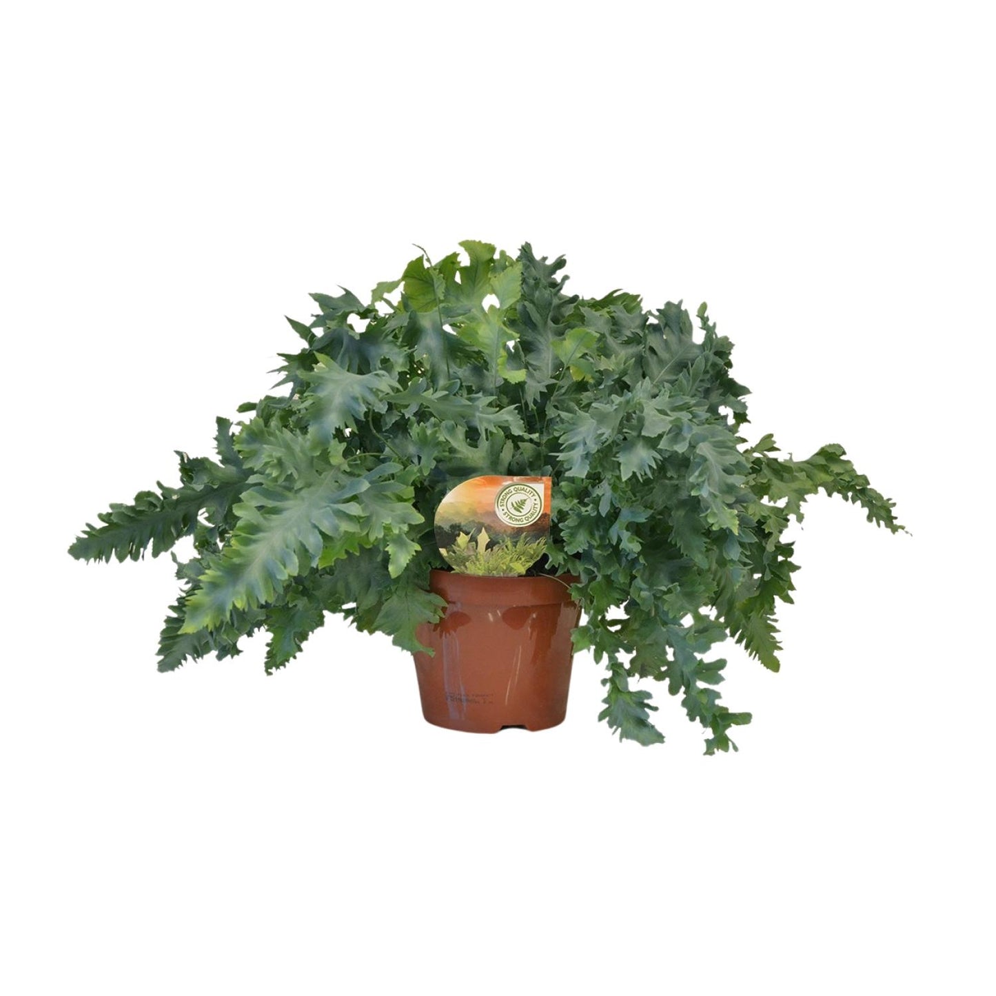 Phlebodium Davana – Goldener Dornfarn Ø19 cm