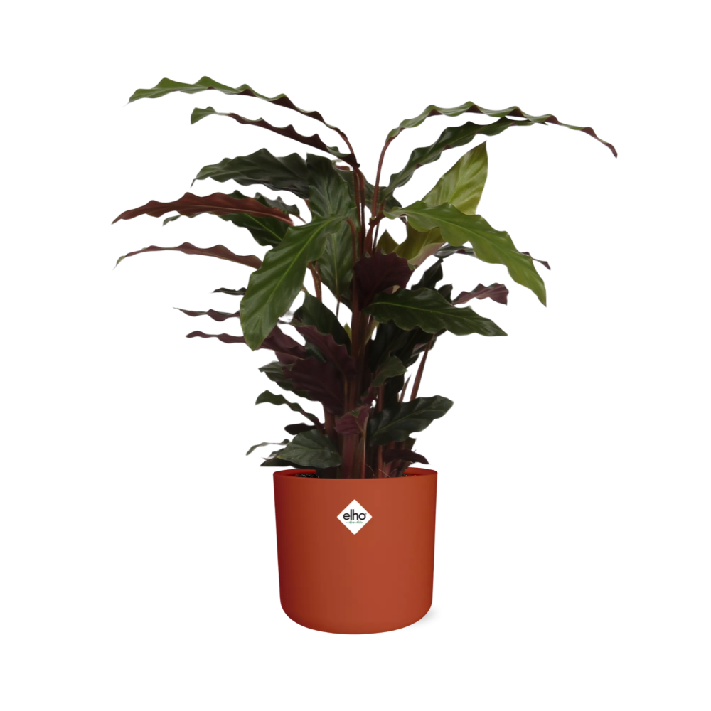 Calathea Rufibarba ‘Tropistar’ in ELHO b.for soft rond 14cm brique