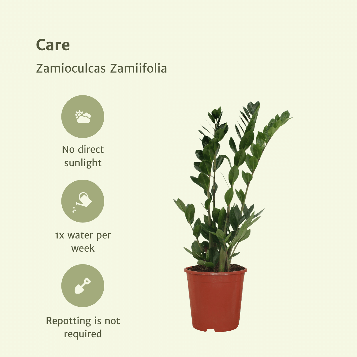 2x Zamioculcas Zamiifolia – Smaragdpalme, 70 cm, ø17 cm