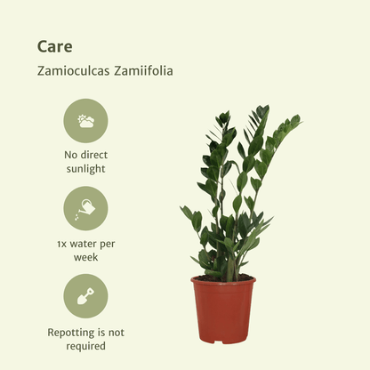 2x Zamioculcas Zamiifolia – Smaragdpalme, 70 cm, ø17 cm