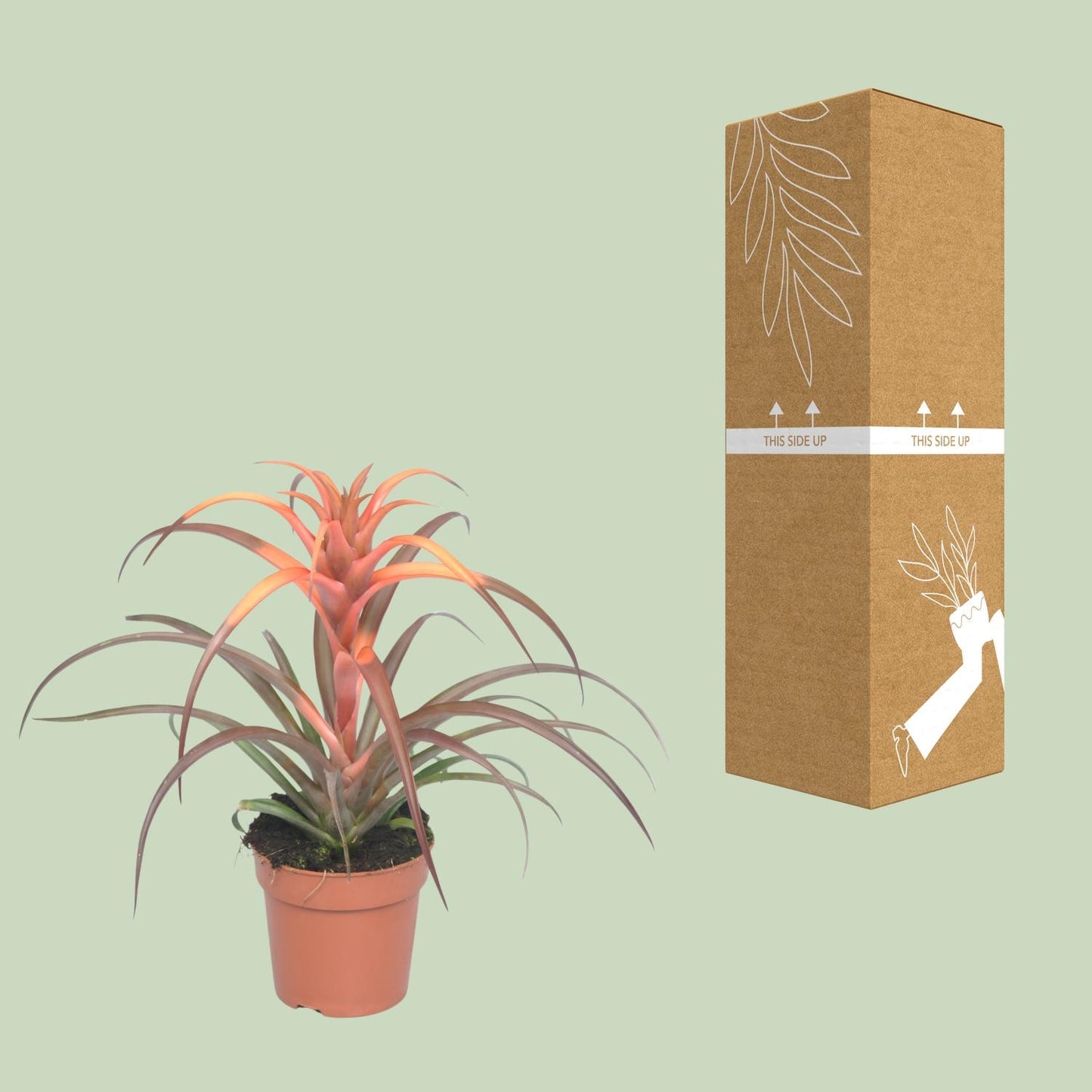 Tillandsia Capitata – Luftige Zimmerpflanze Ø12cm, 30cm hoch