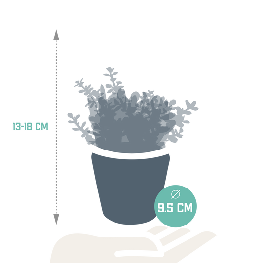 Crassula-Mix 3er Set in handbemalter Vase