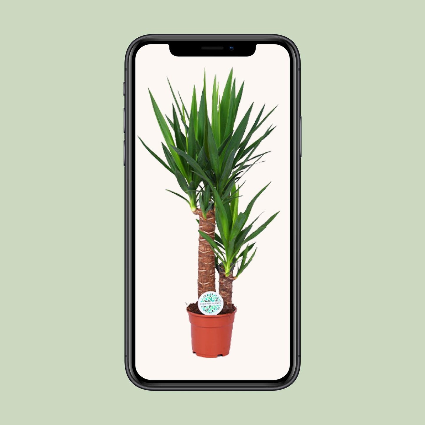 Yucca – Pflegeleichte, luftreinigende Zimmerpflanze Ø17cm, 80cm hoch