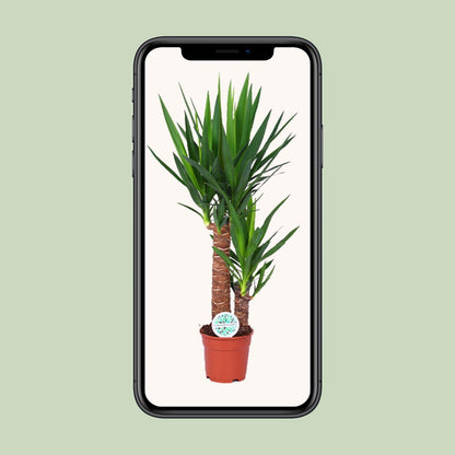 Yucca – Pflegeleichte, luftreinigende Zimmerpflanze Ø17cm, 80cm hoch