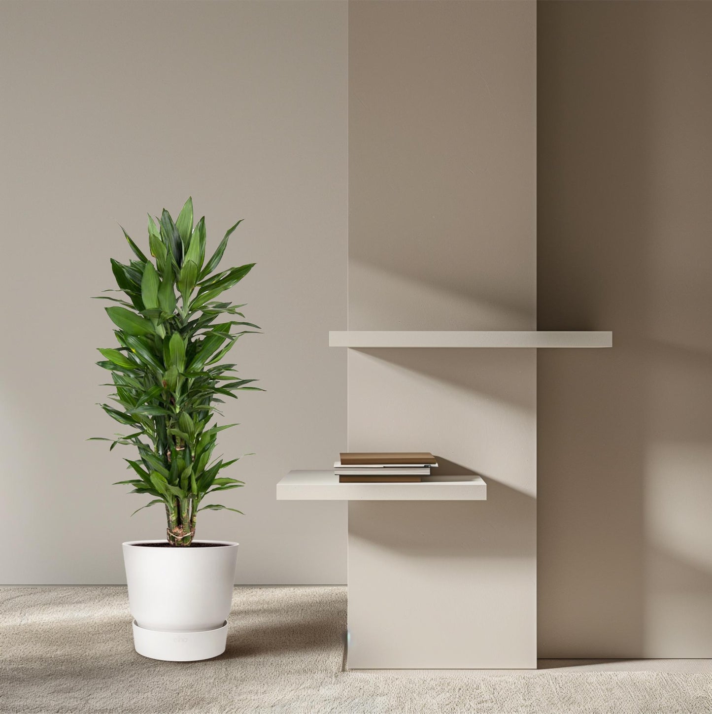 Dracaena Janet Lind vertakt – 110 cm, pflegeleicht & robust