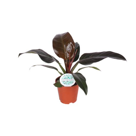 Philodendron Imperial Red – Pflegeleichte Zimmerpflanze Ø17cm