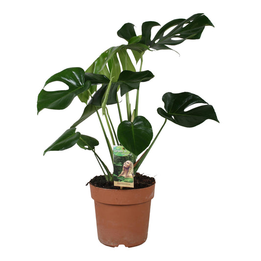 Monstera Deliciosa – Tropische Zimmerpflanze Ø21cm