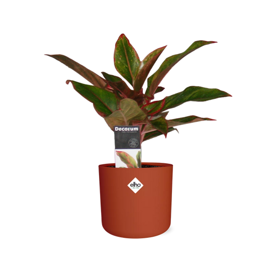 Aglaonema Crete – Pflegeleichte Zimmerpflanze im ELHO Topf
