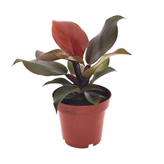 Philodendron Imperial Red – Exotische Zimmerpflanze Ø12cm