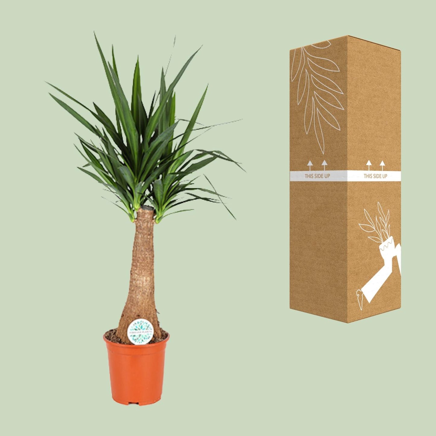 Yucca – pflegeleichte Zimmer- und Gartenpflanze Ø27cm, 120cm hoch
