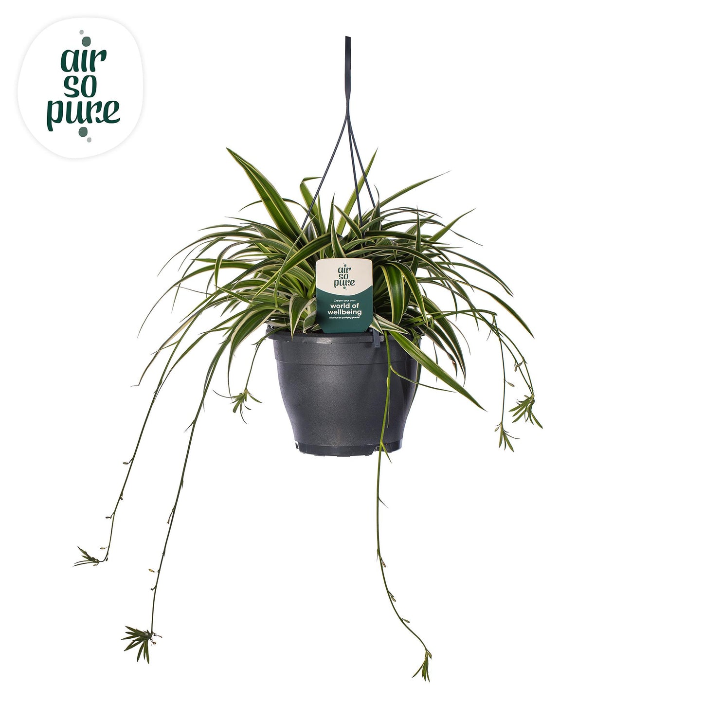 Chlorophytum Com 'Vittatum' Air So Pure® – Luftreinigende Zimmerpflanze Ø19cm