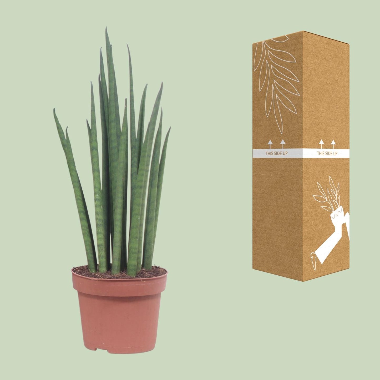 Sansevieria Mikado – Pflegeleichte luftreinigende Zimmerpflanze Ø12cm