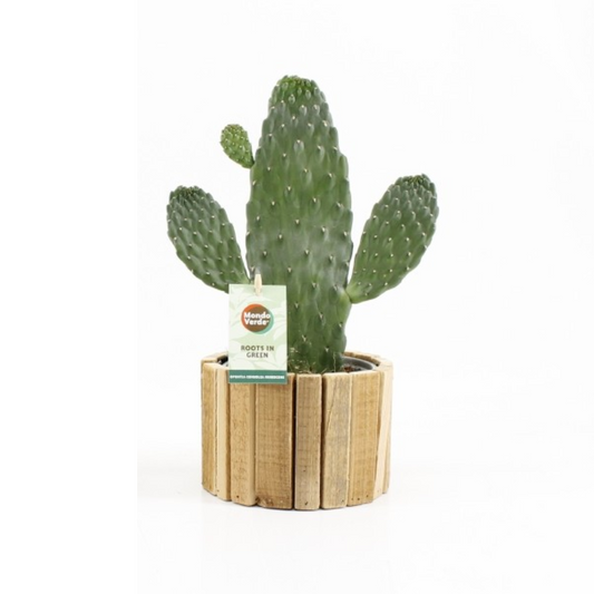 Opuntia Rubescens Consolea – Pflegeleichte Sukkulente Ø15cm