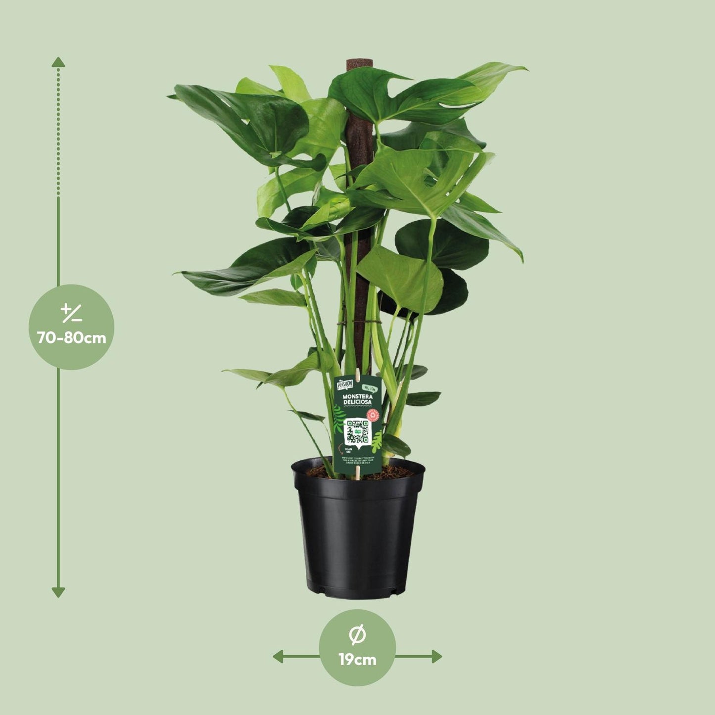 Monstera Deliciosa – Pflegeleichte Zimmerpflanze Ø19cm
