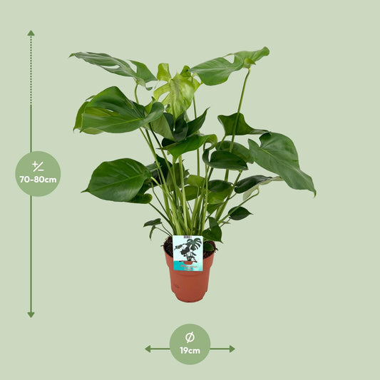 Monstera Deliciosa – Pflegeleichte Tropische Zimmerpflanze Ø19cm
