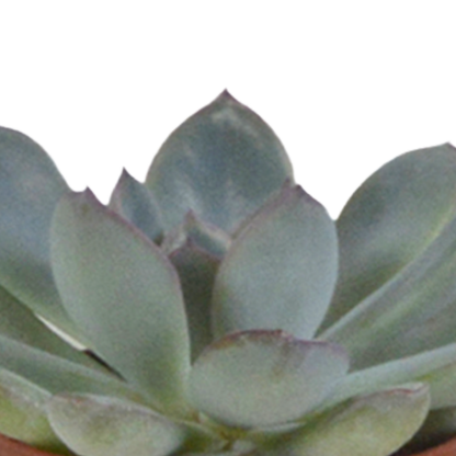 Vetplanten-Sukkulenten-Mischung im weißen Topf 5x 5,5 cm