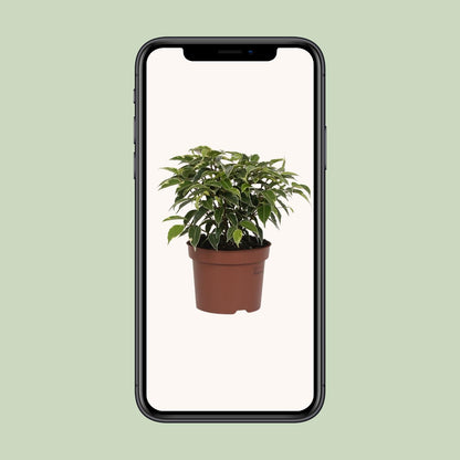 Ficus Benjamina Kinky – Pflegeleichte Zimmerpflanze Ø12cm