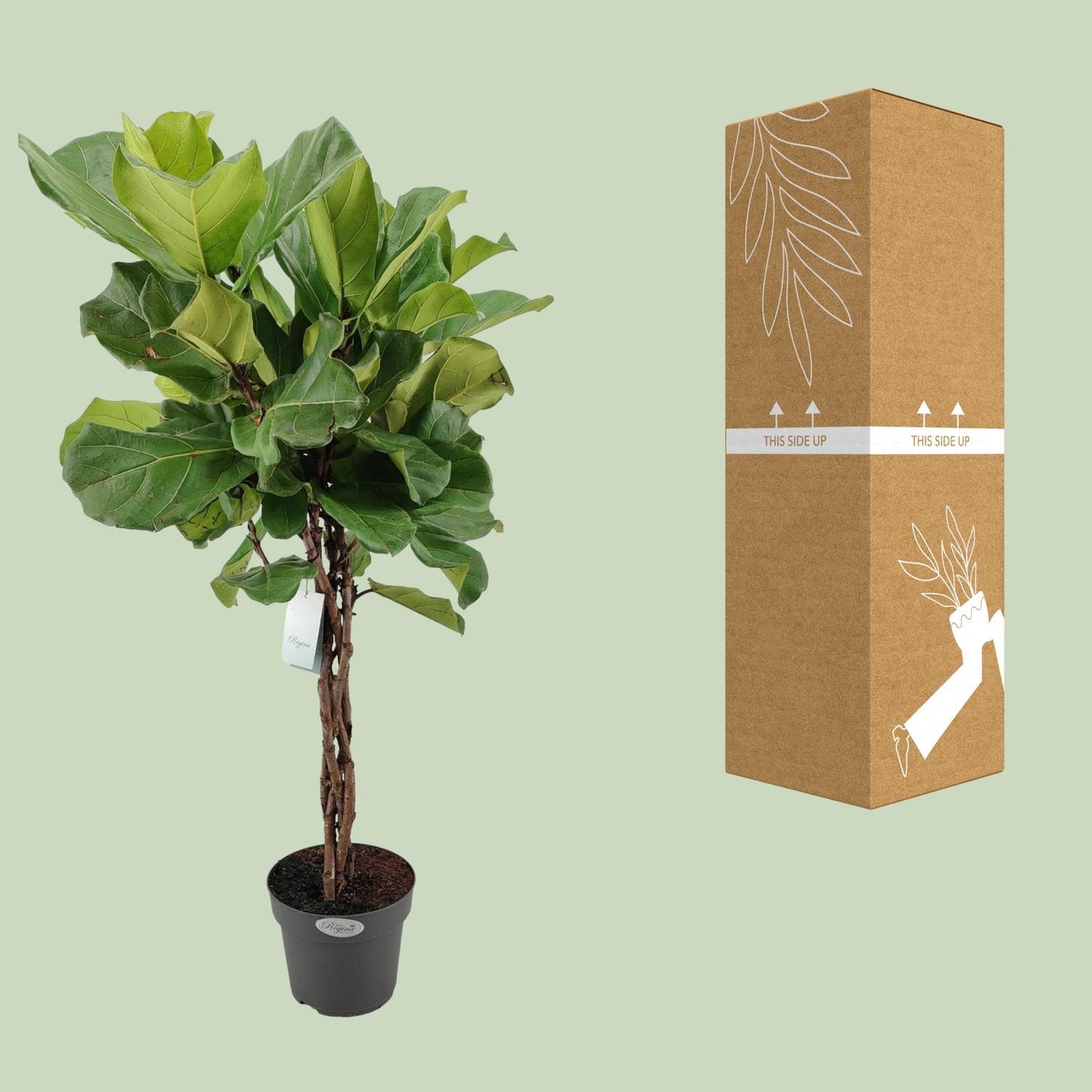 Ficus Lyrata Geflechtstamm – Pflegeleichter Geigenfeigenbaum Ø24cm, 100cm hoch