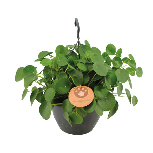 Pilea Peperomioides – Pflegeleichte Zimmerpflanze Ø27cm