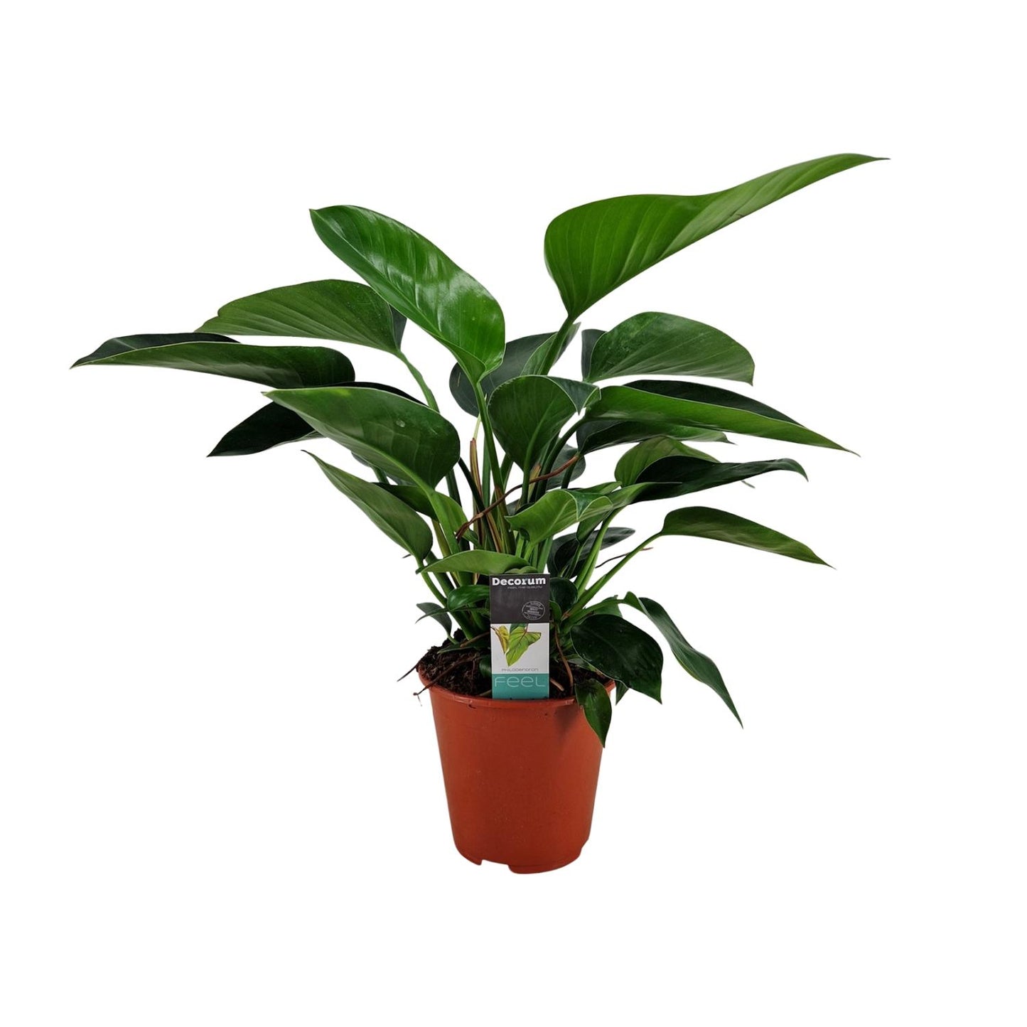Philodendron Congo Apple – Pflegeleichte Zimmerpflanze Ø19cm