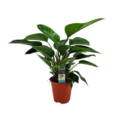 Philodendron Congo Apple – Pflegeleichte Zimmerpflanze Ø19cm