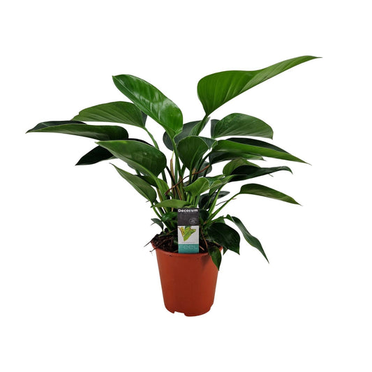 Philodendron Congo Apple – Pflegeleichte Zimmerpflanze Ø19cm