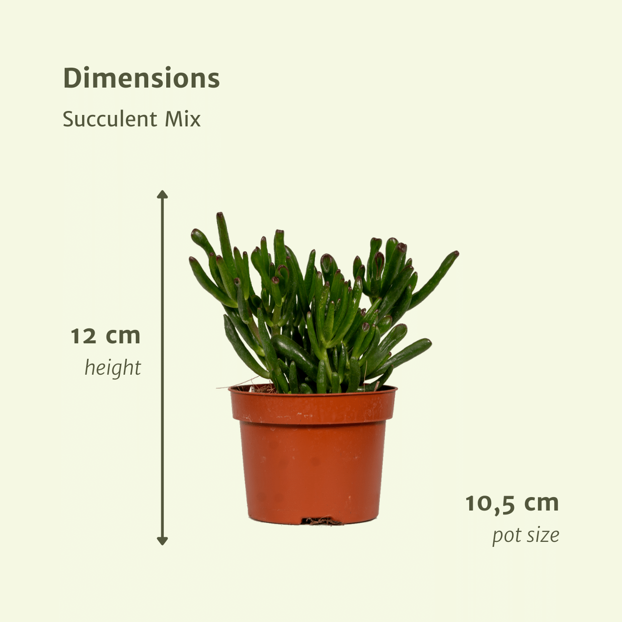 Sukkulenten Mix – 12 pflegeleichte Zimmerpflanzen Ø10,5 cm