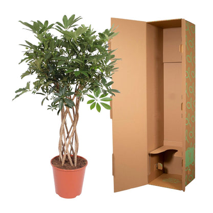 Schefflera Arboricola Compacta mit geflochtenem Stamm – 130 cm