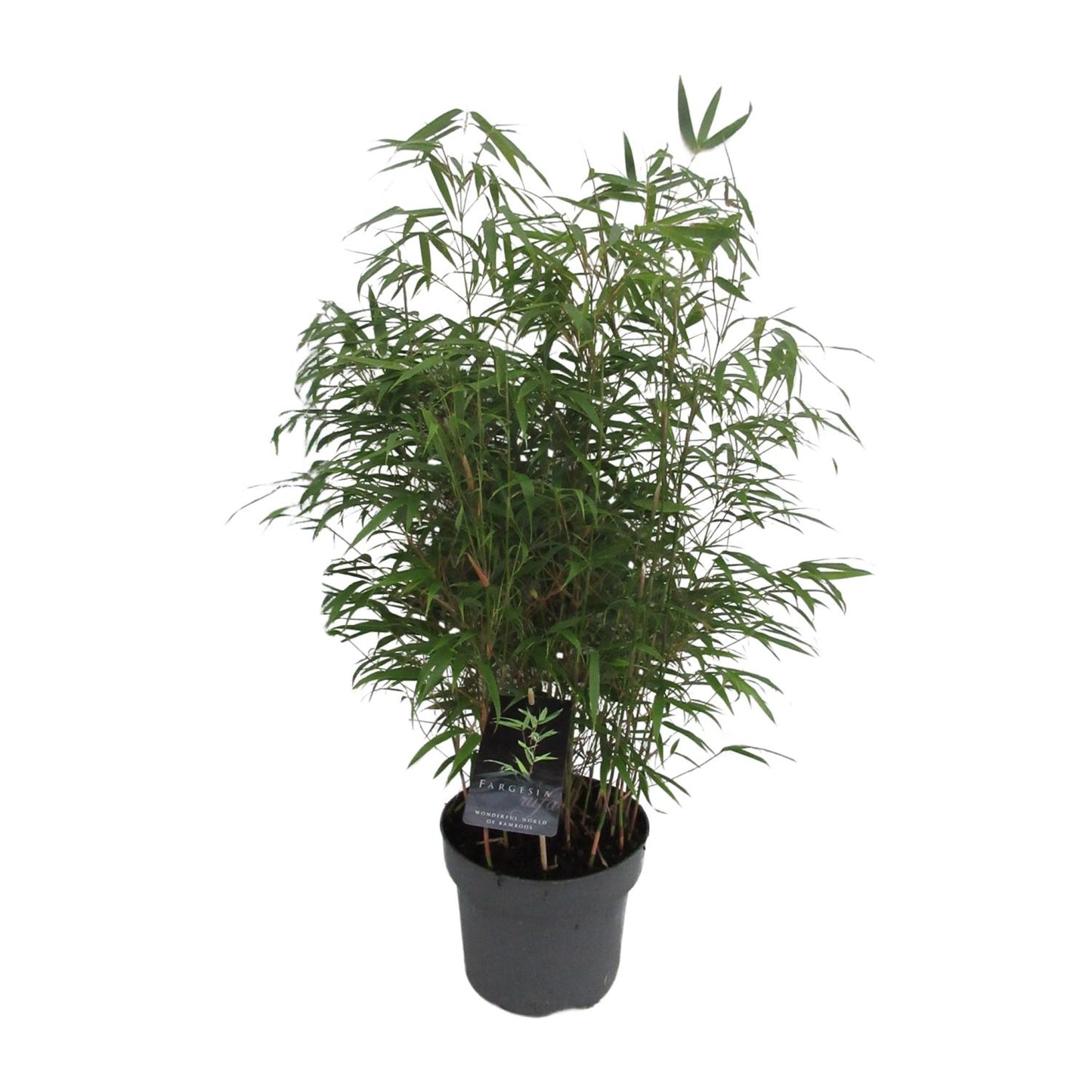 Drachenkopf-Bambus Fargesia Rufa – Pflegeleichter Bambus 95 cm