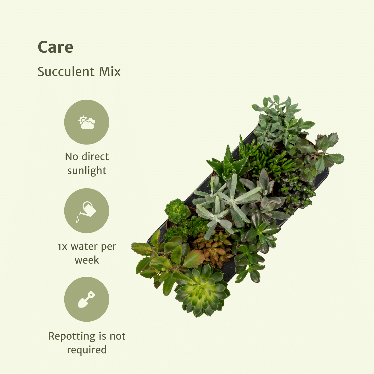 Sukkulenten Mix – 12 pflegeleichte Zimmerpflanzen Ø10,5 cm