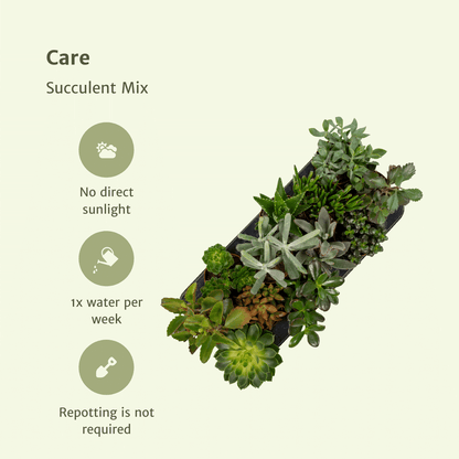 Sukkulenten Mix – 12 pflegeleichte Zimmerpflanzen Ø10,5 cm