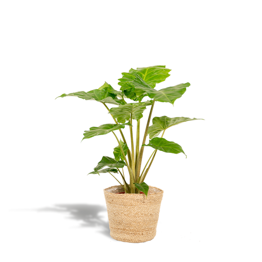 Alocasia Portodora Elefantenohr mit Korb Ø21cm