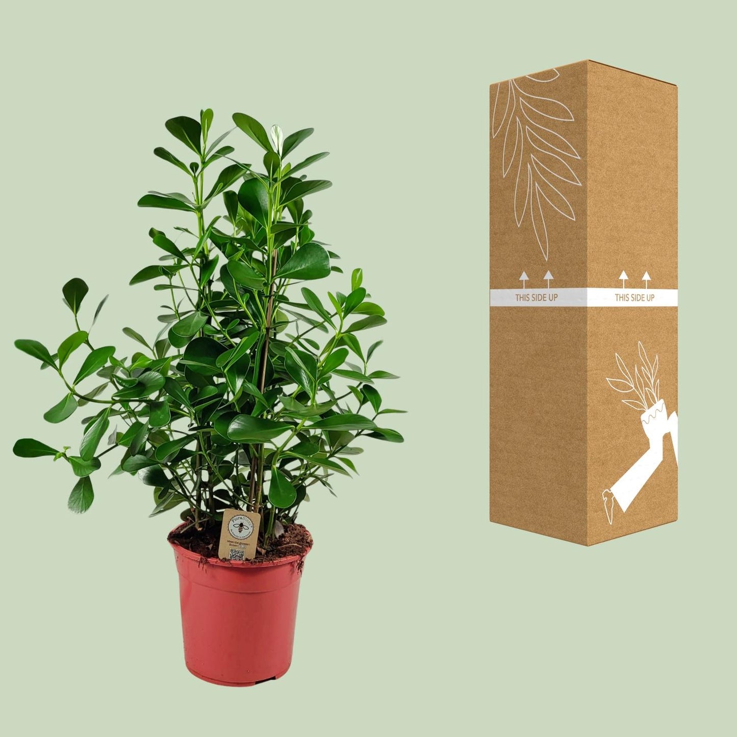 Clusia Rosea Princess – Pflegeleichter Autographenbaum Ø27 cm