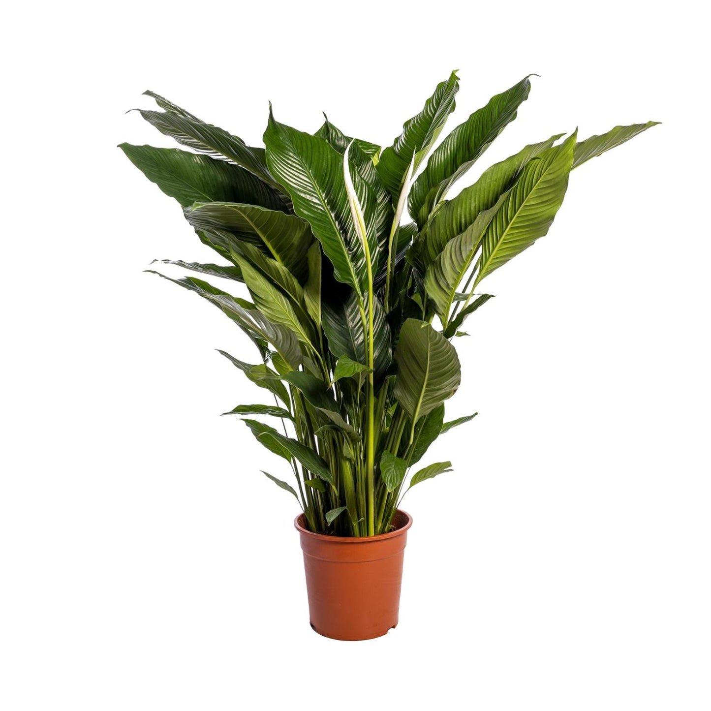 Spathiphyllum Sweet Sebastiano – Pflegeleichte Friedenslilie Ø24cm