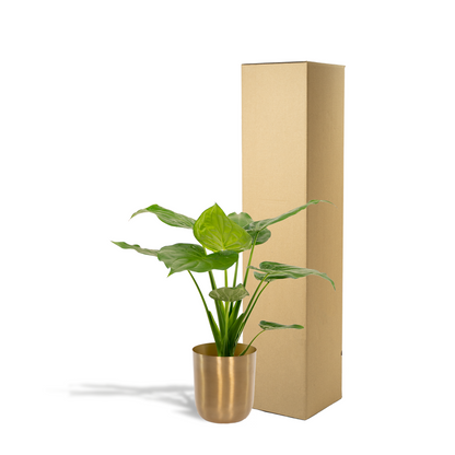 Alocasia Cucullata Ø19cm – Tropisches Elefantenohr mit Topf