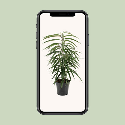 Ficus binnendijkii Alii – Elegante, pflegeleichte Zimmerpflanze Ø17cm