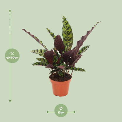 Klapperschlangenpflanze (Calathea insignis) – pflegeleicht Ø12cm
