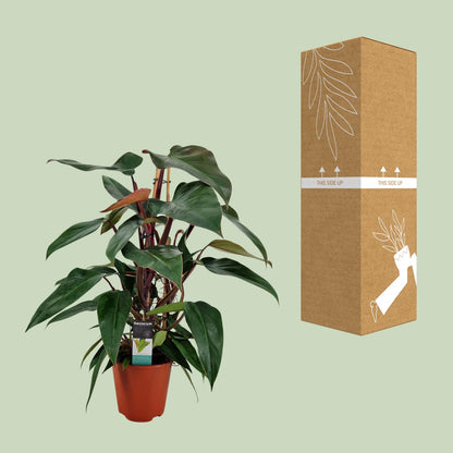 Philodendron New Red Pyramide – Pflegeleichte Zimmerpflanze Ø19cm